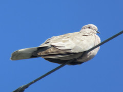 Streptopelia decaocto