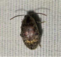 Amblycerus robiniae