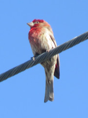 Haemorhous mexicanus