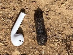 Phrynosoma blainvillii