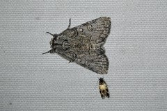 Triclonella determinatella