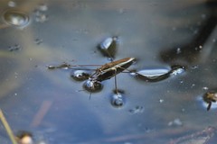 Limnoporus notabilis