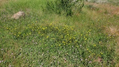 Potentilla gracilis fastigiata
