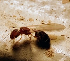 Pheidole parva