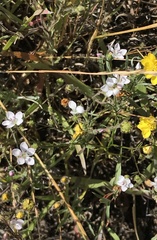 Hesperolinon congestum