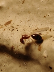 Pheidole parva