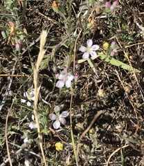 Hesperolinon congestum