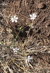 Hesperolinon congestum