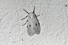 Ectypia bivittata