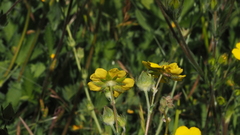 Potentilla gracilis fastigiata
