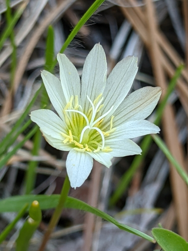 Image of Lewisia nevadensis by no rights reserved