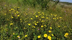 Potentilla gracilis fastigiata