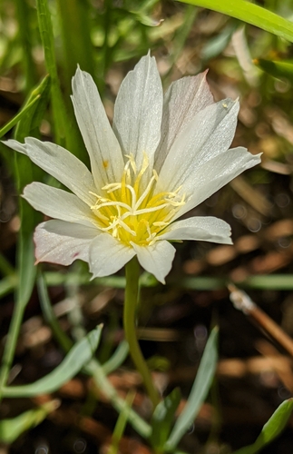Image of Lewisia nevadensis by no rights reserved