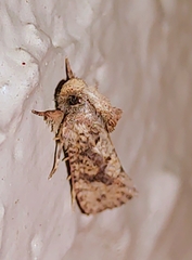 Acrolophus walsinghami