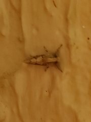 Acrolophus walsinghami