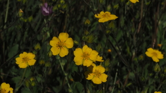 Potentilla gracilis fastigiata
