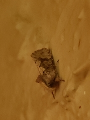 Acrolophus walsinghami