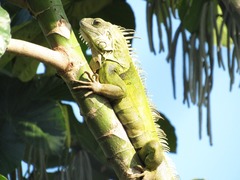 Iguana iguana