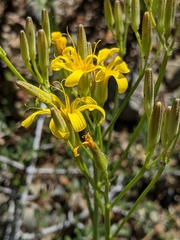 Crepis pleurocarpa