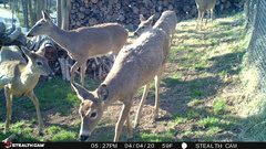 Odocoileus virginianus