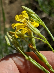 Crepis pleurocarpa