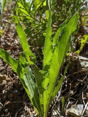 Crepis pleurocarpa