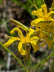 Crepis pleurocarpa