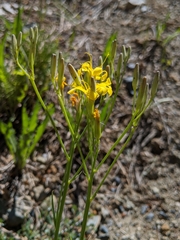 Crepis pleurocarpa