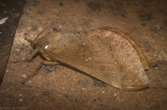 Oxycanus beltista