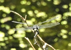 Leucorrhinia intacta