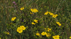 Potentilla gracilis fastigiata