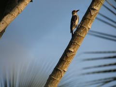 Melanerpes rubricapillus