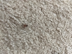 Herpyllus propinquus