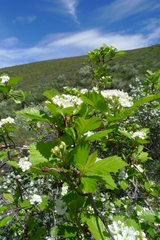 Crataegus columbiana