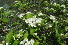 Crataegus columbiana