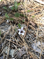 Viola cuneata