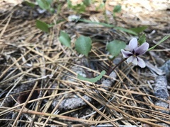Viola cuneata