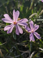 Phlox speciosa