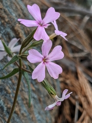 Phlox speciosa