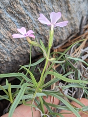 Phlox speciosa