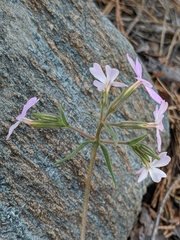 Phlox speciosa