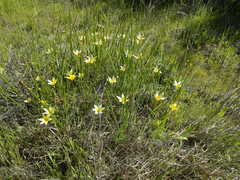 Romulea hirta