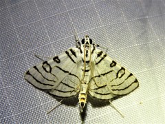 Conchylodes concinnalis