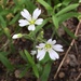 Common Chickweed - Photo (c) Nick Furlan, some rights reserved (CC BY-NC)