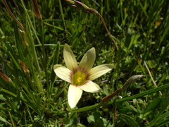 Romulea hirta
