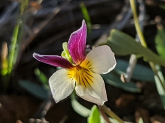 Viola hallii