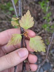 Betula papyrifera kenaica