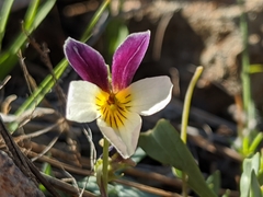 Viola hallii
