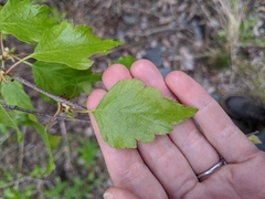 Betula papyrifera kenaica
