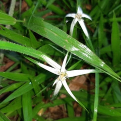 Rhynchospora nervosa